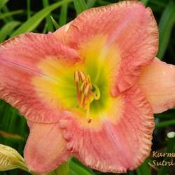 
Date: 2014-08-08
Photo courtesy of Roth Daylily Farm used with permission
