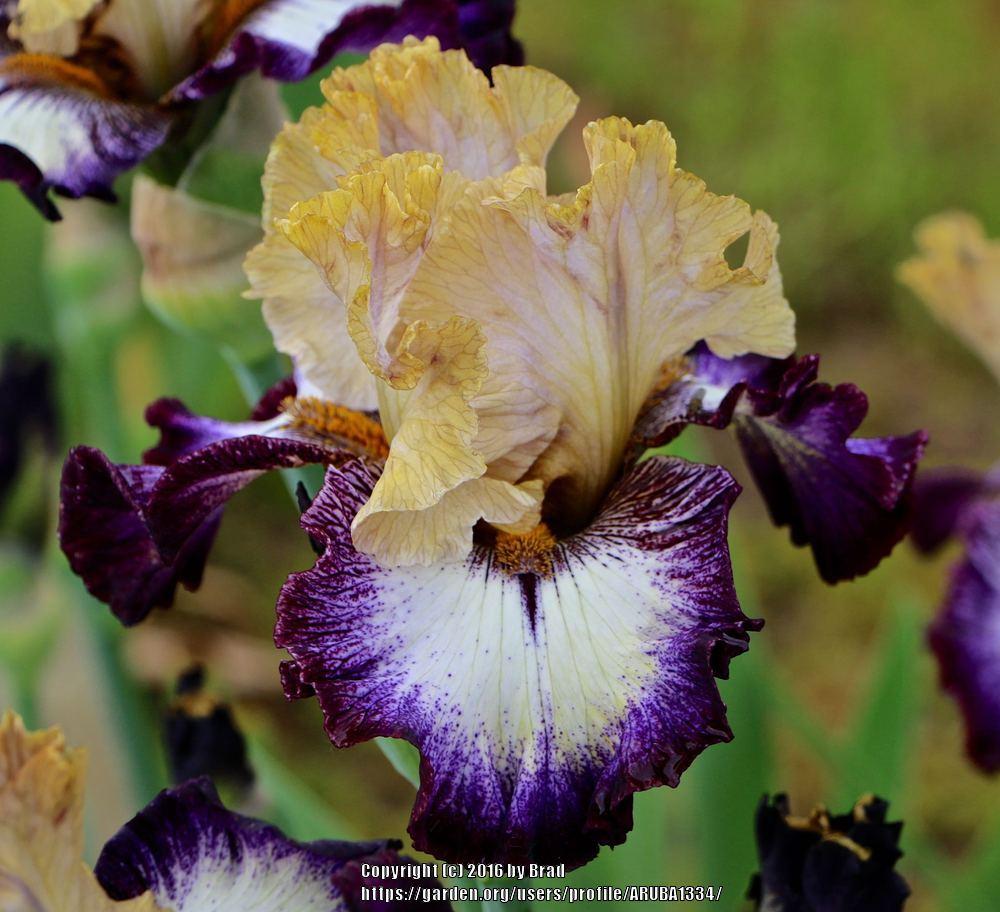 Photo of Tall Bearded Iris (Iris 'Margin Call') uploaded by ARUBA1334