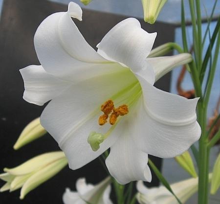 Photo of Lily (Lilium philippinense) uploaded by BUGGYCRAZY