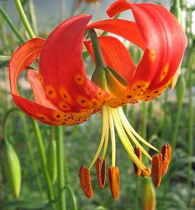 Photo of Pitkin Marsh Lily (Lilium pardalinum subsp. pitkinense) uploaded by BUGGYCRAZY