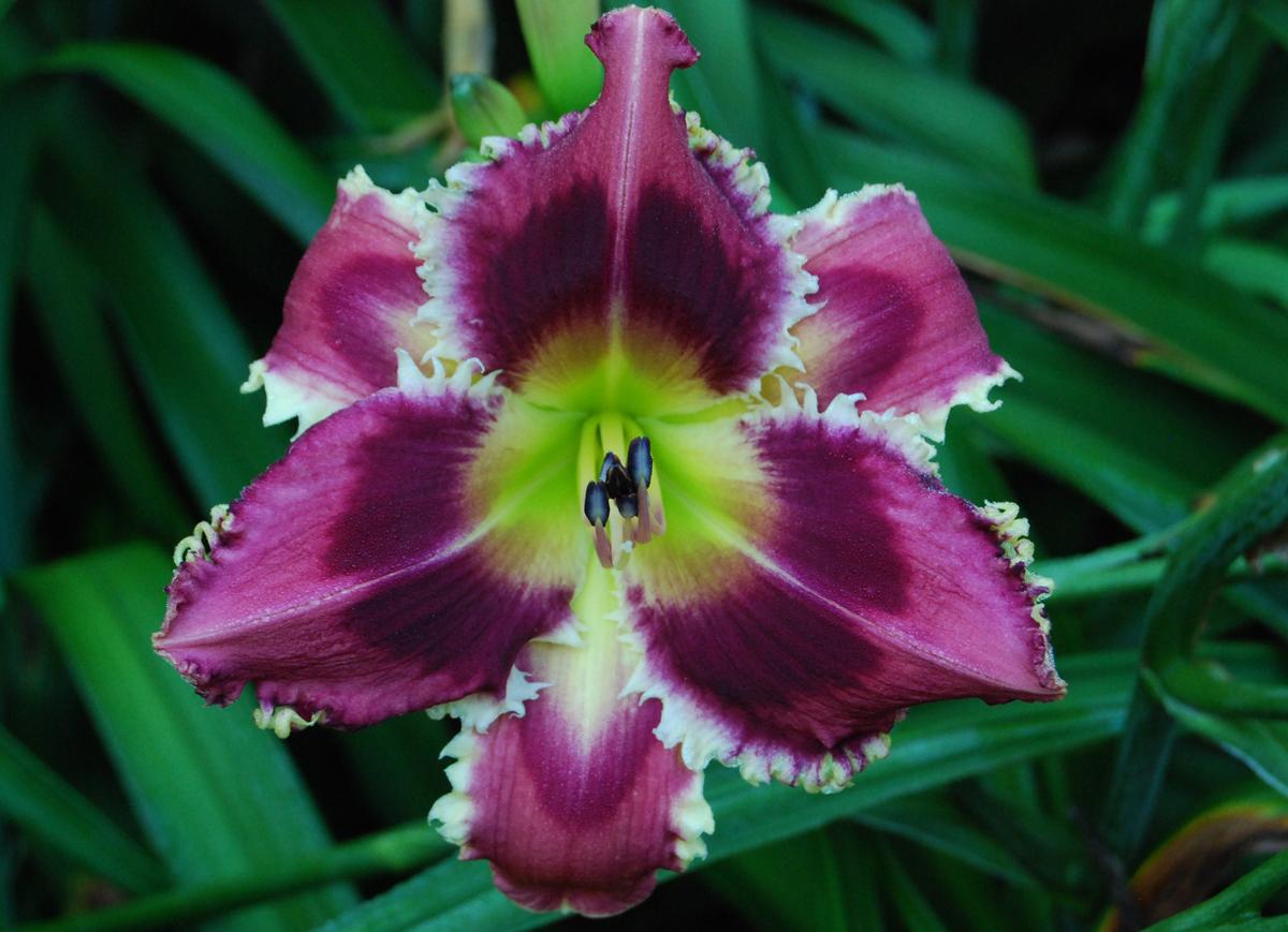 Photo of Daylily (Hemerocallis 'Spooky Tooth') uploaded by Calif_Sue