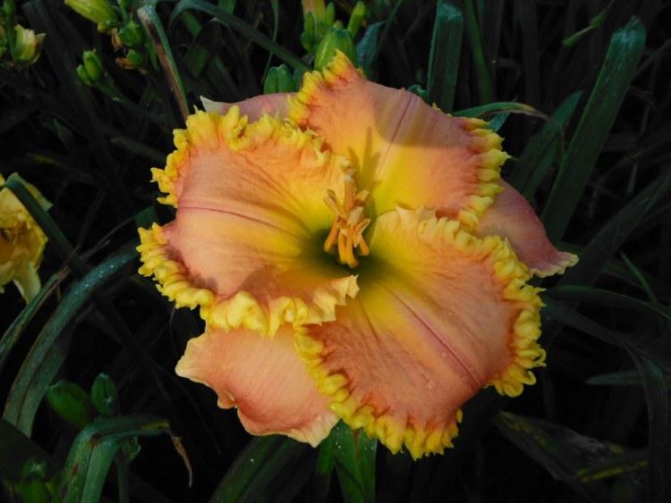 Photo of Daylily (Hemerocallis 'Armed Fortress') uploaded by Calif_Sue