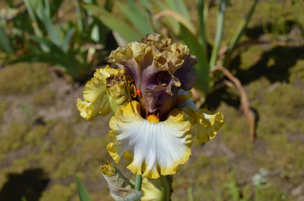 Photo of Tall Bearded Iris (Iris 'Mood Ring') uploaded by KentPfeiffer