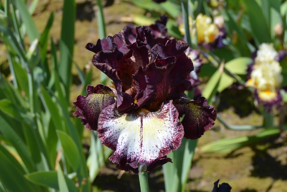 Photo of Tall Bearded Iris (Iris 'Vista Point') uploaded by KentPfeiffer