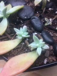 Thumb of 2016-12-12/Succulent_lover/520459