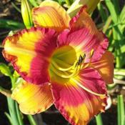 Photo courtesy of Roth Daylily Farm used with permission