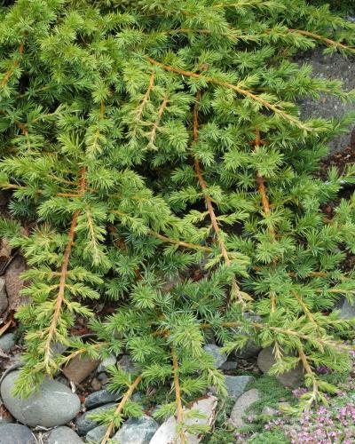 Photo of Shore Juniper (Juniperus rigida subsp. conferta 'Emerald Sea') uploaded by Calif_Sue