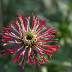 Location: My North zinnia garden
Date: Fall 2014
This zinnia had good "toothy" petals and a desirable white color 