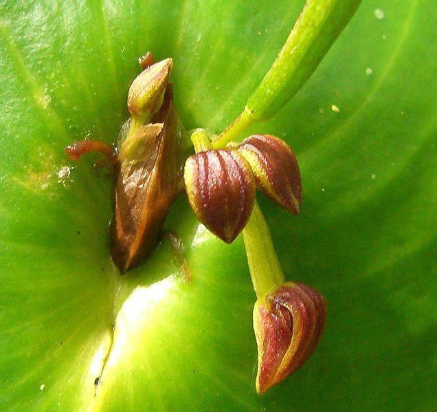 Photo of Orchid (Pleurothallis cordata) uploaded by robertduval14