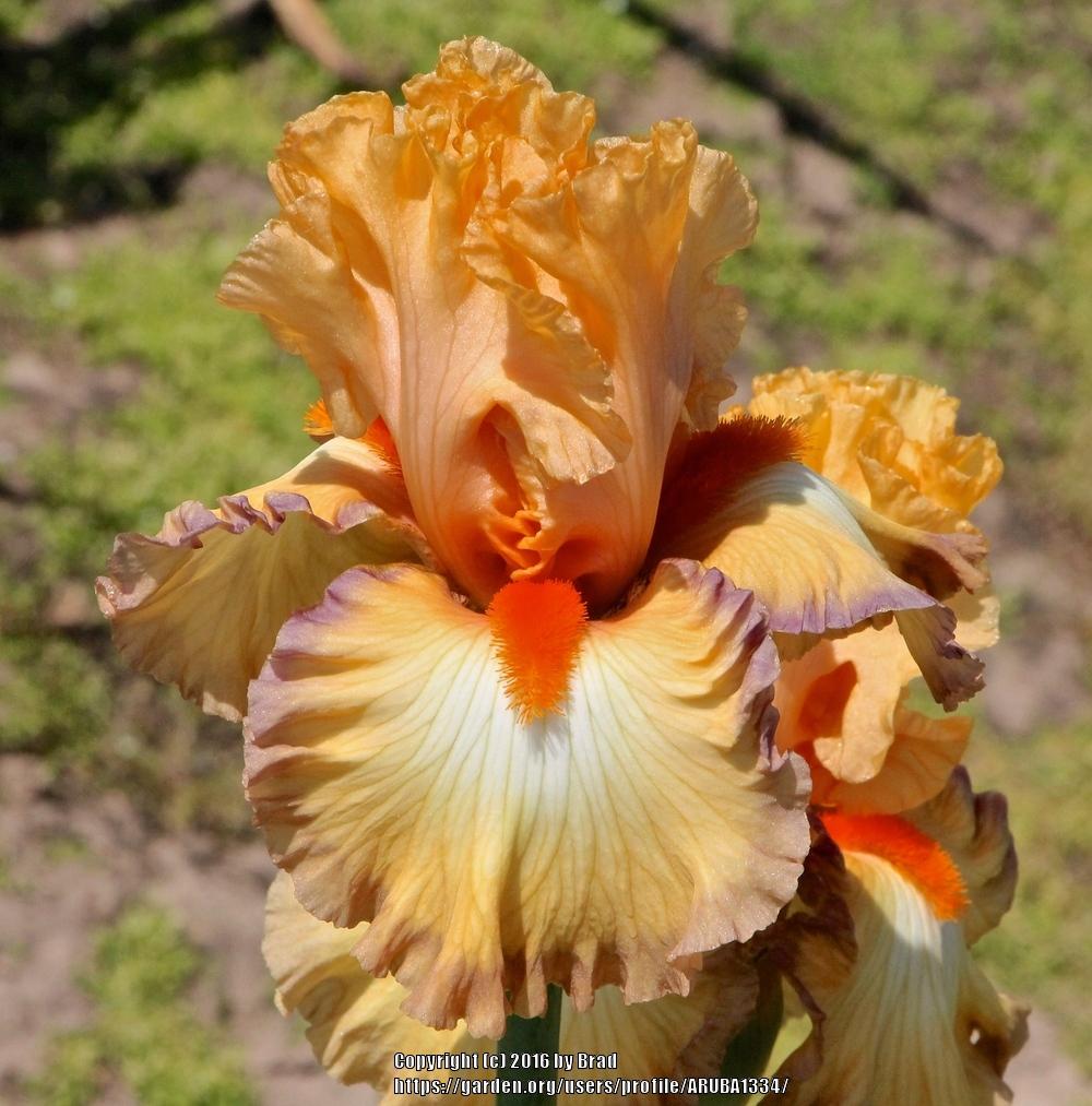 Photo of Tall Bearded Iris (Iris 'Sunset Boulevard') uploaded by ARUBA1334