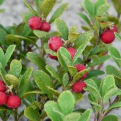 Location: Michigan
Date: 2013-12-16
Bearberry thrives in sandy soils. Shown growing here on the Lake 