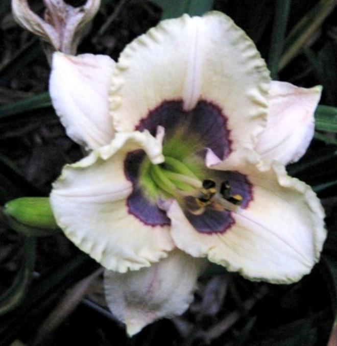 Photo of Daylily (Hemerocallis 'Which Way') uploaded by Sscape