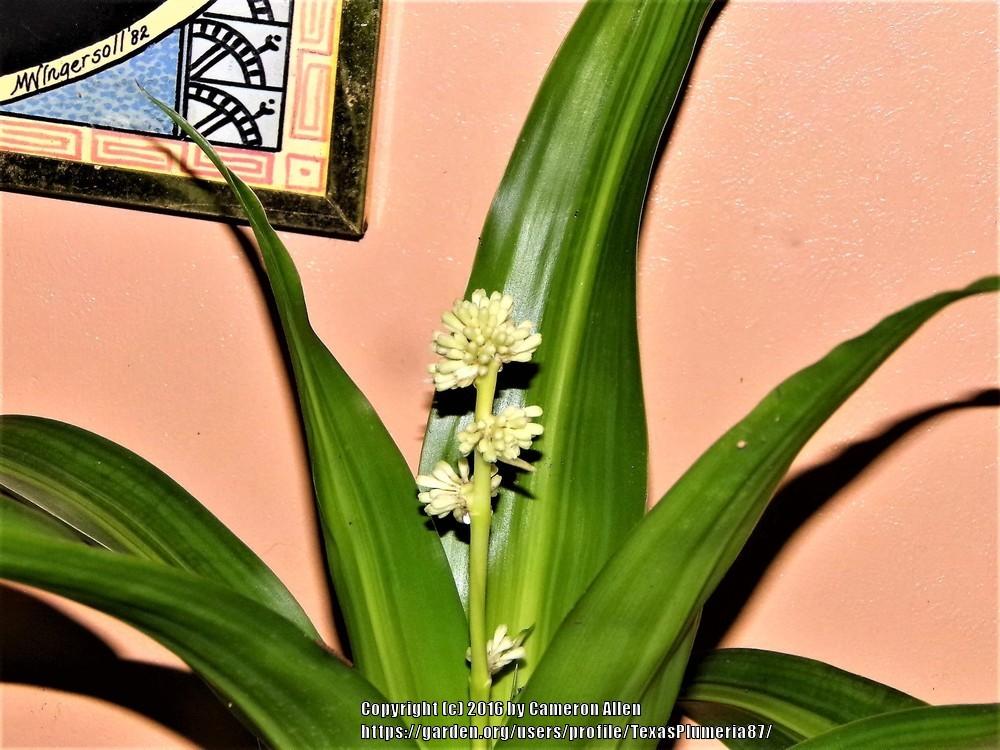 Photo of Mass Cane (Dracaena fragrans 'Massangeana') uploaded by TexasPlumeria87