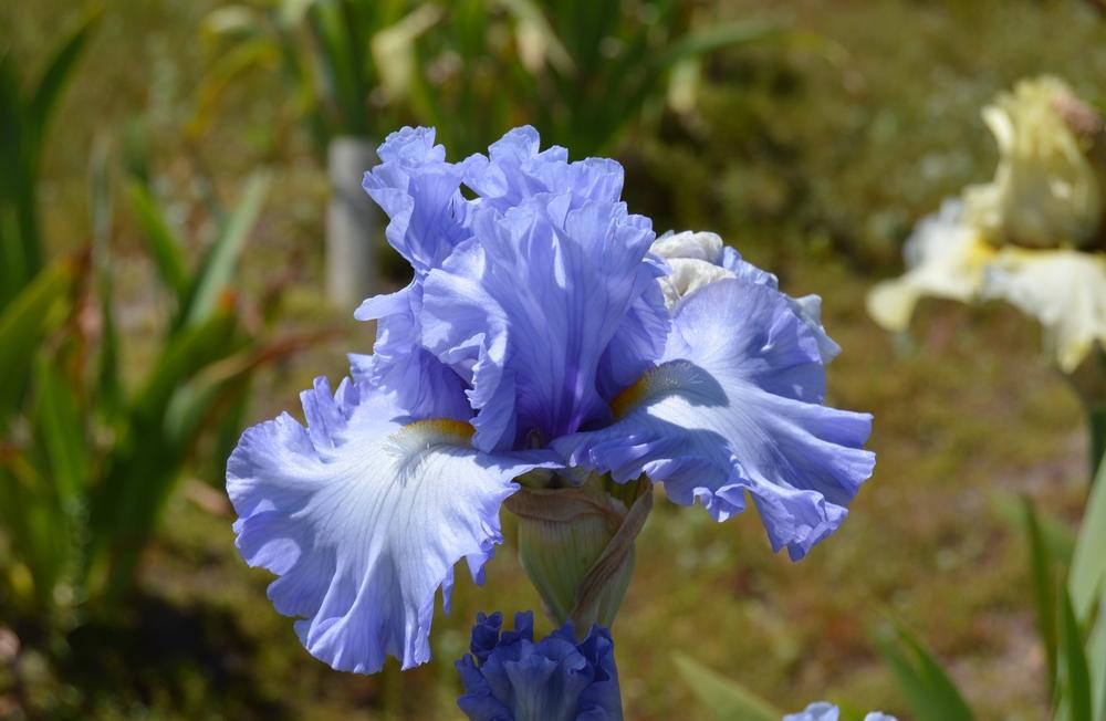 Photo of Tall Bearded Iris (Iris 'Moment To Savour') uploaded by KentPfeiffer