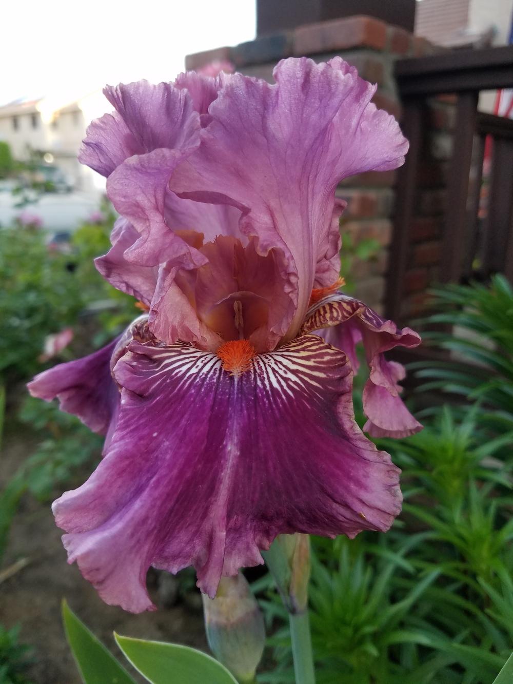 Photo of Tall Bearded Iris (Iris 'Yosemite Sam') uploaded by MZiris