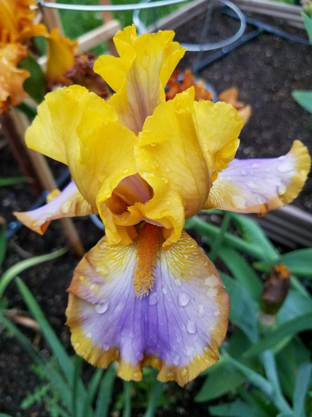 Photo of Border Bearded Iris (Iris 'Brown Lasso') uploaded by MZiris