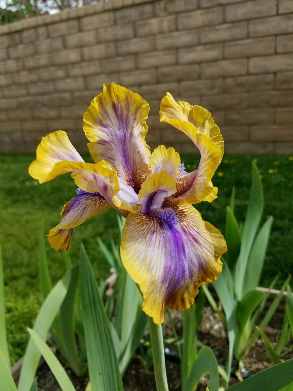 Photo of Arilbred Iris (Iris 'Genetic Artist') uploaded by MZiris