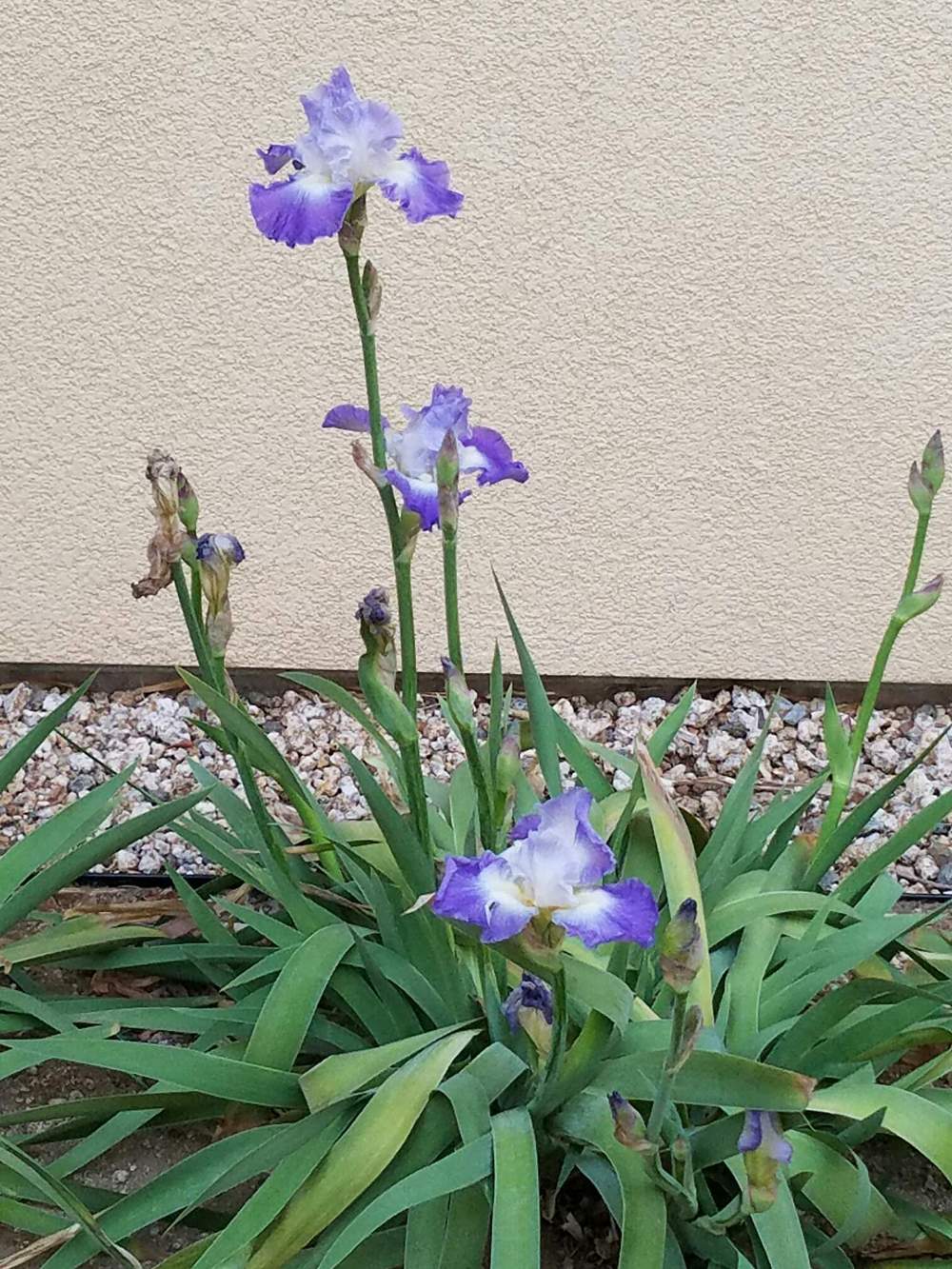 Photo of Tall Bearded Iris (Iris 'Clarence') uploaded by MZiris