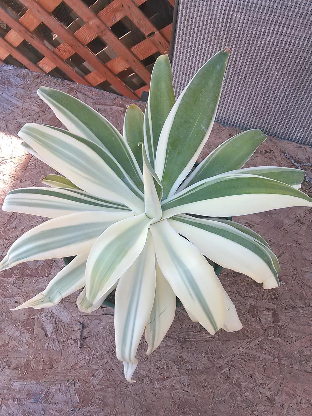 Photo of Variegated Foxtail Agave (Agave attenuata 'Variegata') uploaded by jkbingh