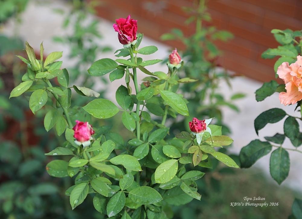 Photo of Rose (Rosa 'Tipu Sultan') uploaded by kbw664