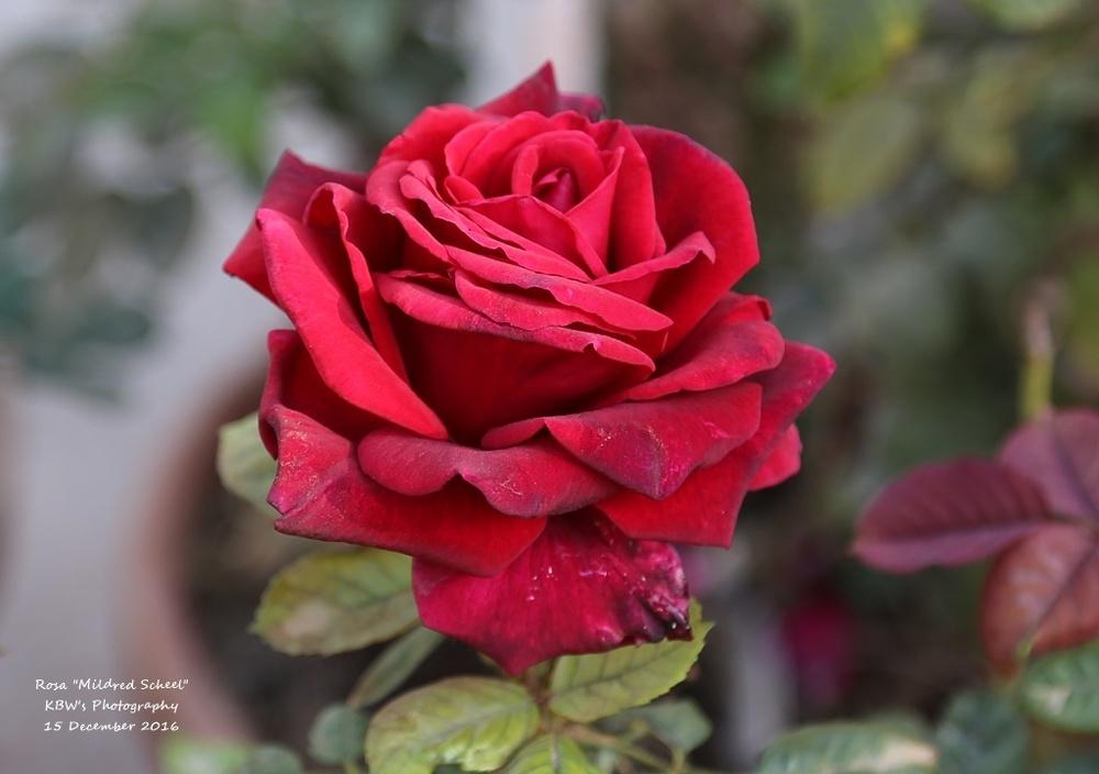 Photo of Rose (Rosa 'Deep Secret') uploaded by kbw664