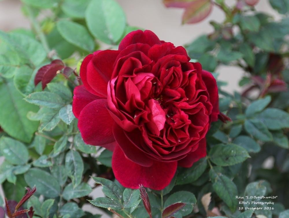 Photo of Rose (Rosa 'L. D. Braithwaite') uploaded by kbw664