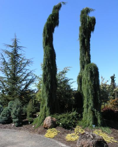 Photo of Weeping Giant Sequoia (Sequoiadendron giganteum 'Pendulum') uploaded by Calif_Sue