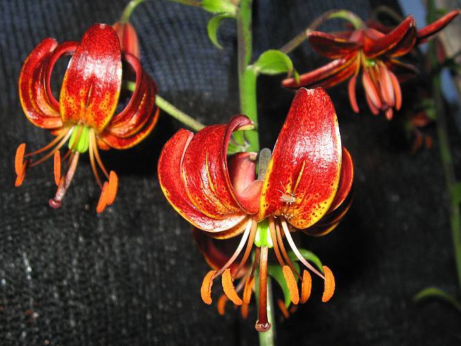 Photo of Martagon Lily (Lilium x dalhansonii) uploaded by BUGGYCRAZY