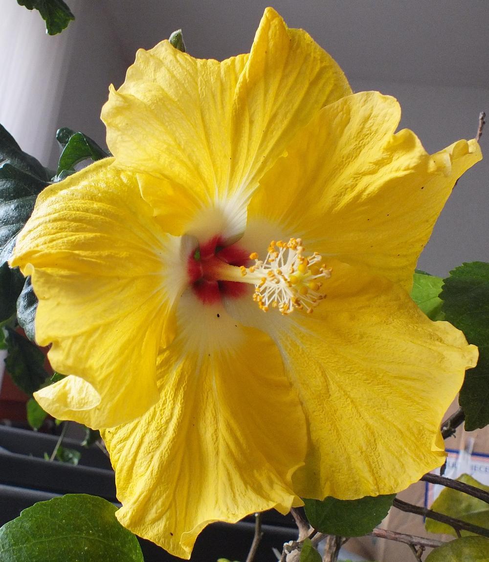 Photo of Tropical Hibiscus (Hibiscus rosa-sinensis 'Augustin Cordero') uploaded by ladymary5
