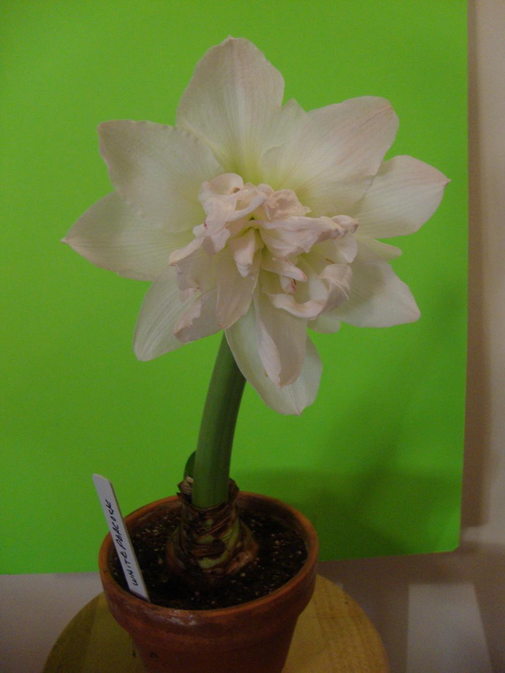 Photo of Amaryllis (Hippeastrum 'White Peacock') uploaded by Paul2032