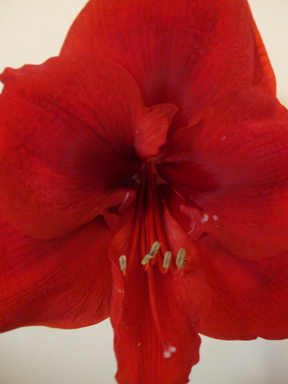 Photo of Amaryllis (Hippeastrum 'Red Pearl') uploaded by Paul2032