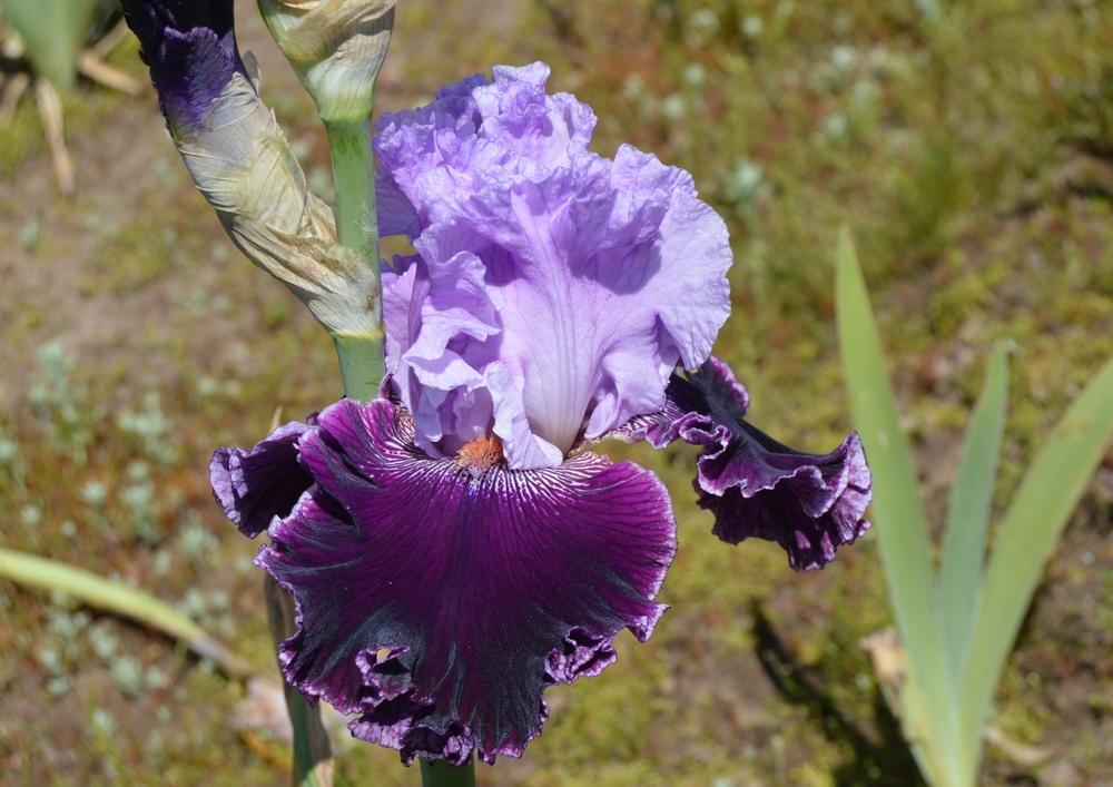 Photo of Tall Bearded Iris (Iris 'Royal Mystique') uploaded by KentPfeiffer