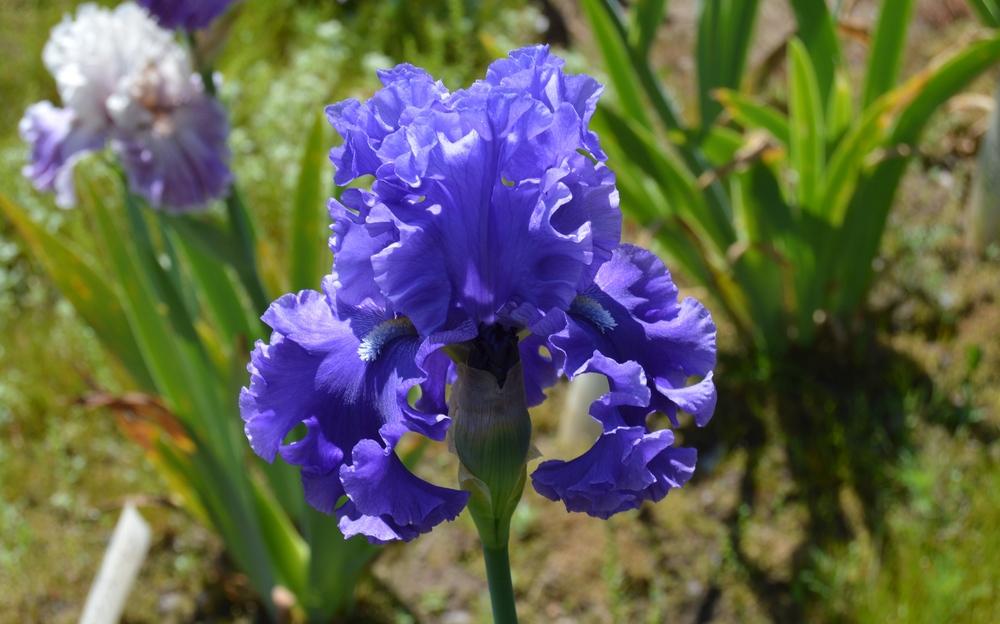 Photo of Tall Bearded Iris (Iris 'Ride the Waves') uploaded by KentPfeiffer