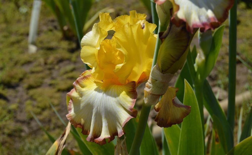Photo of Tall Bearded Iris (Iris 'Rare Coin') uploaded by KentPfeiffer