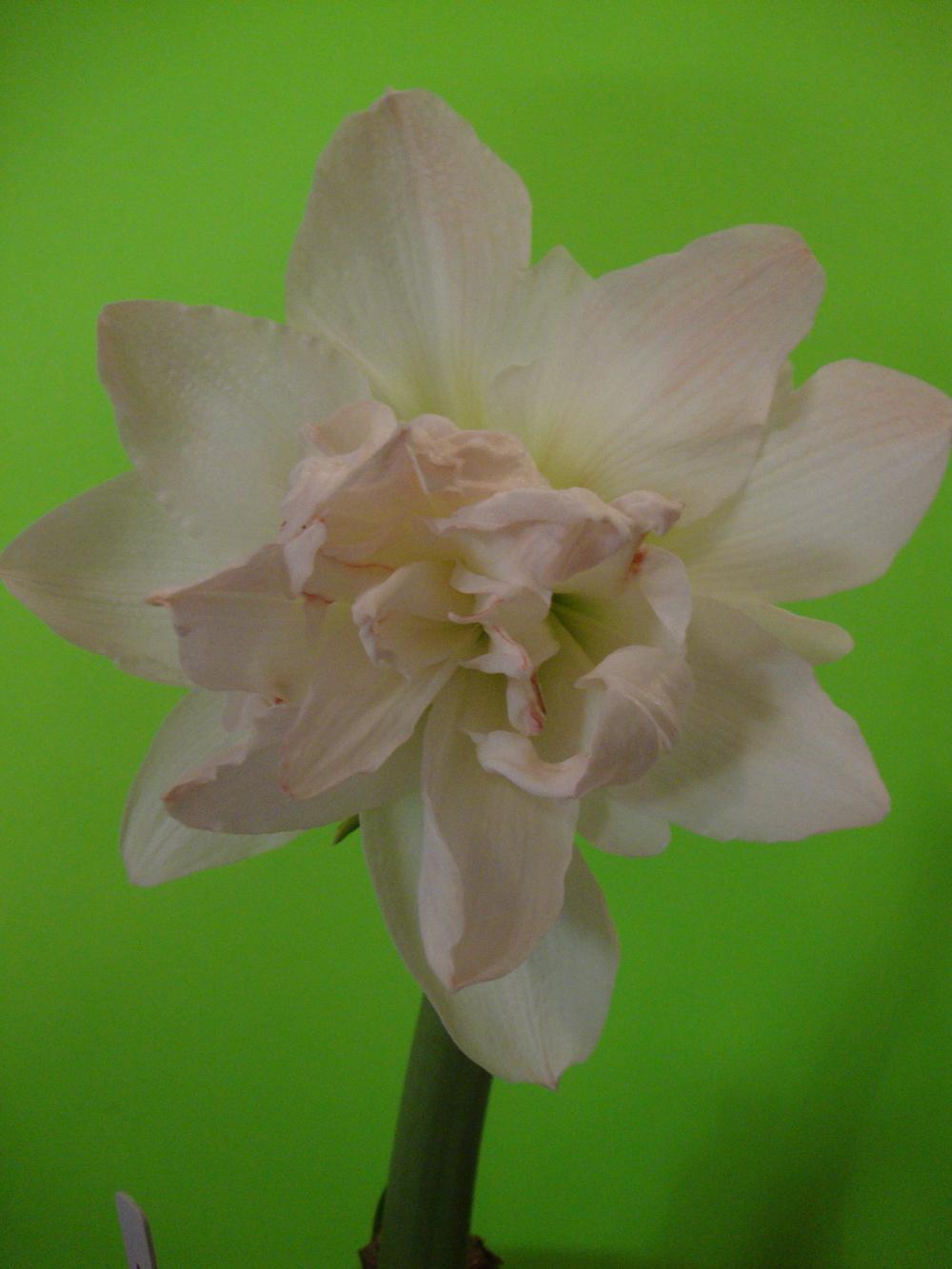 Photo of Amaryllis (Hippeastrum 'White Peacock') uploaded by Paul2032