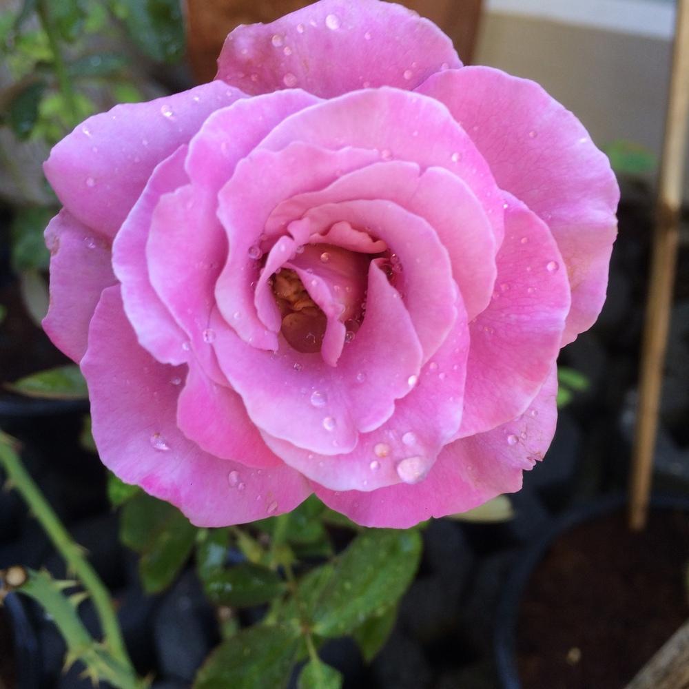 Photo of Rose (Rosa 'Azure Sea') uploaded by talaezai