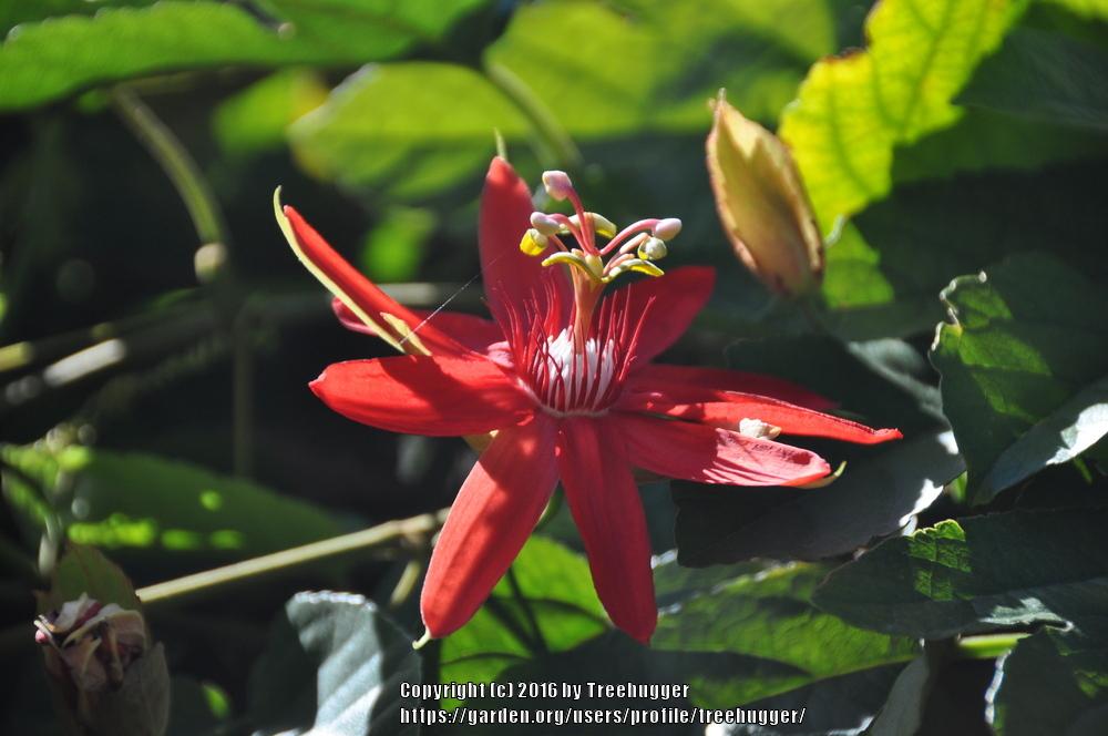 Photo of Crimson Passion Flower (Passiflora vitifolia) uploaded by treehugger