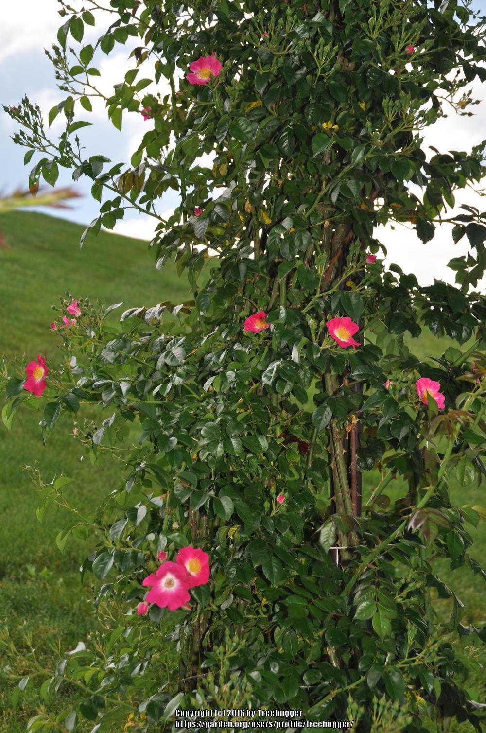 Photo of Rose (Rosa 'American Pillar') uploaded by treehugger
