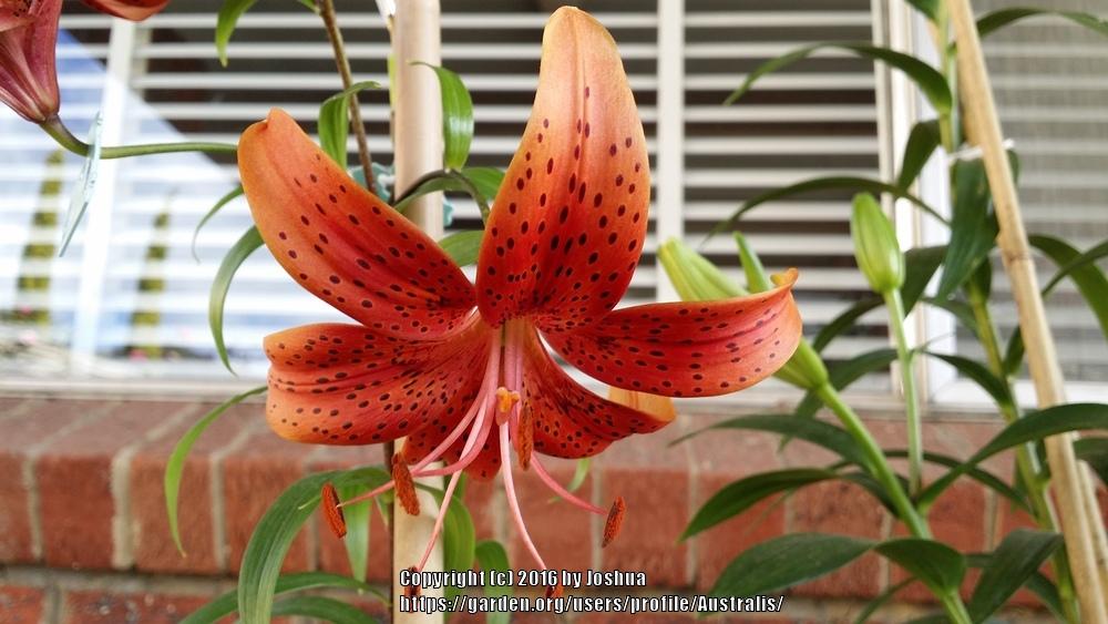 Photo of Lily (Lilium 'Rascal') uploaded by Australis