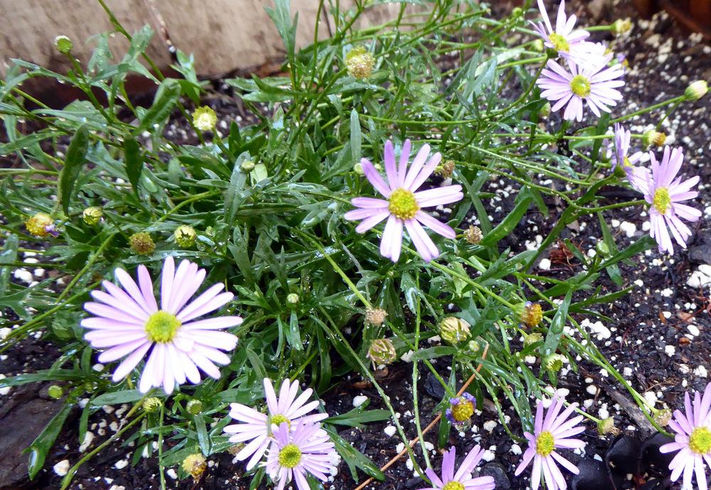Photo of Swan River Daisy (Brachyscome) uploaded by JulieB