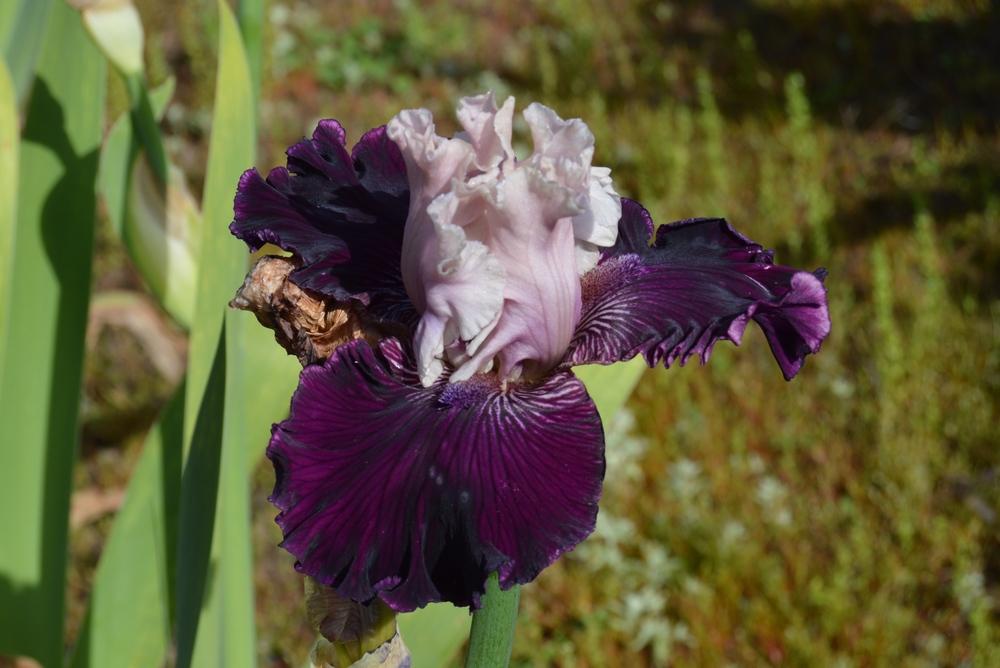 Photo of Tall Bearded Iris (Iris 'Secret Status') uploaded by KentPfeiffer
