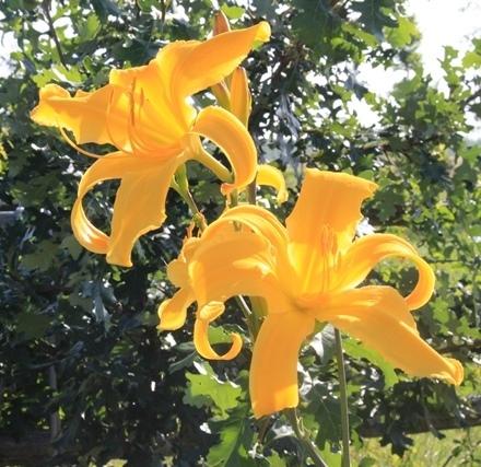 Photo of Daylily (Hemerocallis 'Reach for the Heavens') uploaded by marric