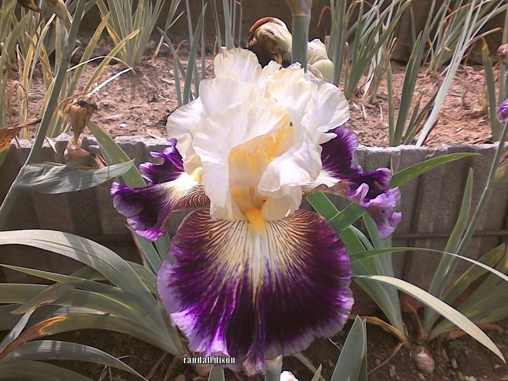 Photo of Tall Bearded Iris (Iris 'Cold Fusion') uploaded by arilbred