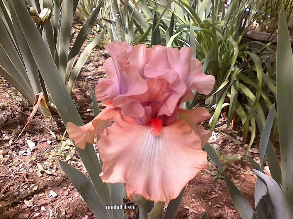 Photo of Tall Bearded Iris (Iris 'Keeping Up Appearances') uploaded by arilbred