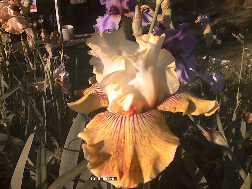 Photo of Tall Bearded Iris (Iris 'Honey Fruit Cocktail') uploaded by arilbred