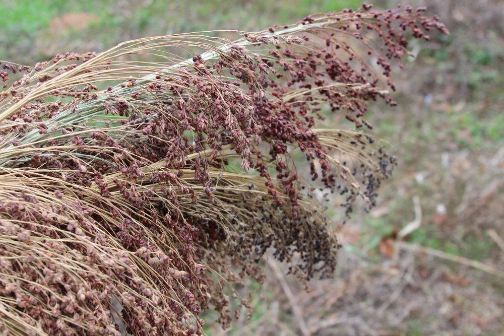 Photo of Grain Sorghum (Sorghum bicolor) uploaded by dave