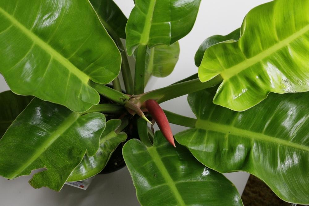 Photo of Philodendron 'Moonlight' uploaded by gasrocks