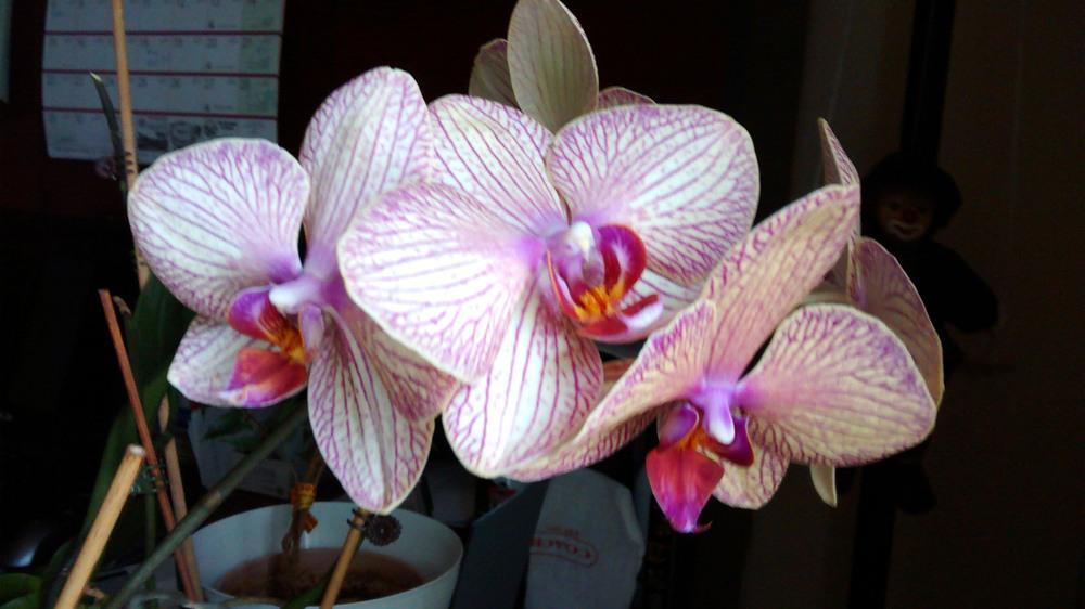 Photo of Moth Orchid (Phalaenopsis) uploaded by milena146