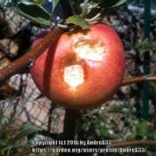 A Mairac apple eaten by an hornet