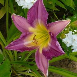 Location: Nora's Garden - Castlegar, B.C.
Date: 2016-07-20
 3:29 pm. A Daylily that pours its heart out to you.